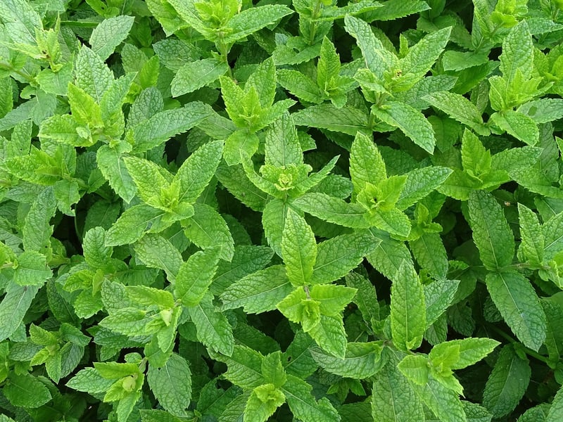 Caring for Mint