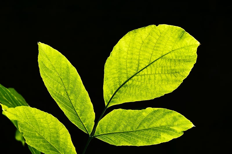 Green leaf