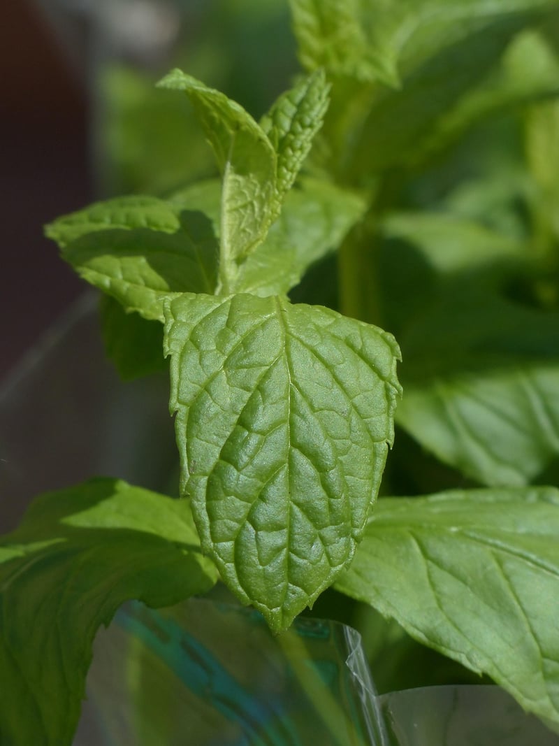Mint Herb