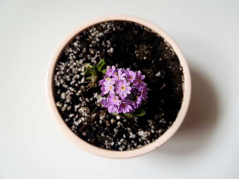 Plant Swap